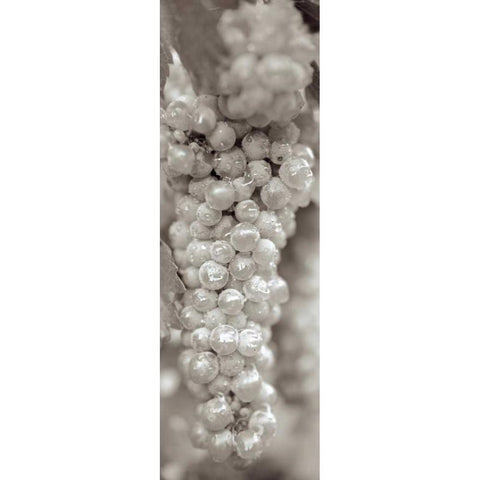 Grapes Pano - 15 White Modern Wood Framed Art Print by Blaustein, Alan