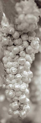 Grapes Pano - 15 Black Ornate Wood Framed Art Print with Double Matting by Blaustein, Alan