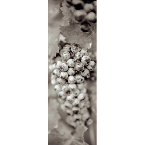 Grapes Pano - 16 White Modern Wood Framed Art Print by Blaustein, Alan