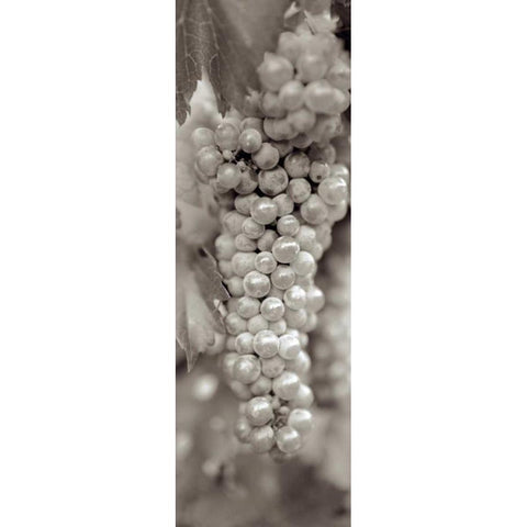 Grapes Pano - 18 White Modern Wood Framed Art Print by Blaustein, Alan