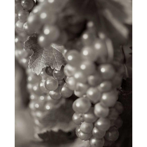 Grapes - 19 White Modern Wood Framed Art Print by Blaustein, Alan