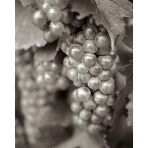 Grapes - 20 Black Modern Wood Framed Art Print with Double Matting by Blaustein, Alan