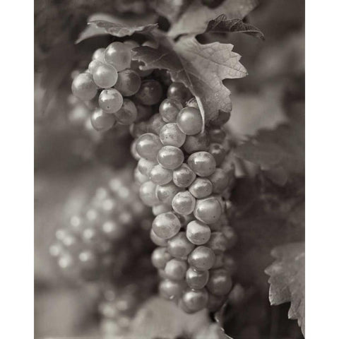 Grapes - 21 Black Modern Wood Framed Art Print with Double Matting by Blaustein, Alan