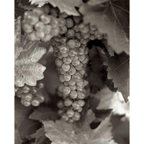 Grapes - 22 White Modern Wood Framed Art Print by Blaustein, Alan