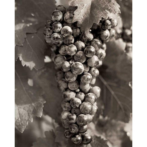 Grapes - 23 Black Modern Wood Framed Art Print with Double Matting by Blaustein, Alan