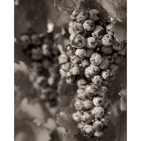 Grapes - 24 White Modern Wood Framed Art Print by Blaustein, Alan