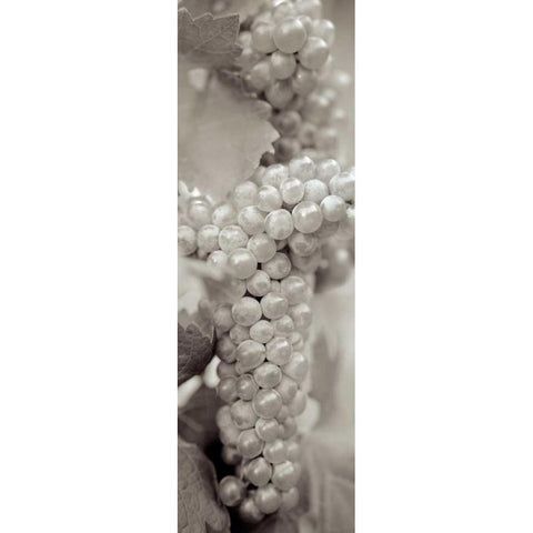 Grapes Pano - 7 White Modern Wood Framed Art Print by Blaustein, Alan