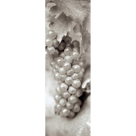 Grapes Pano - 5 Black Modern Wood Framed Art Print with Double Matting by Blaustein, Alan