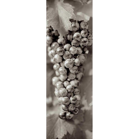 Grapes Pano - 8 Black Modern Wood Framed Art Print with Double Matting by Blaustein, Alan