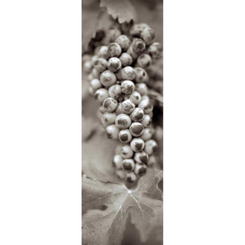 Grapes Pano - 6 Black Modern Wood Framed Art Print with Double Matting by Blaustein, Alan