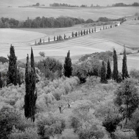 Tuscany - 6 White Modern Wood Framed Art Print by Blaustein, Alan