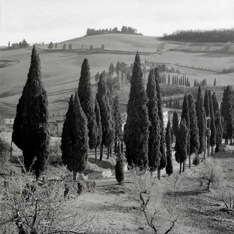 Tuscany - 4 White Modern Wood Framed Art Print with Double Matting by Blaustein, Alan