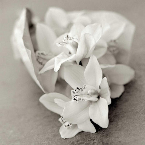 Florison - 27 Black Modern Wood Framed Art Print with Double Matting by Blaustein, Alan