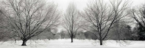 Winter Garden - 1 Black Ornate Wood Framed Art Print with Double Matting by Blaustein, Alan