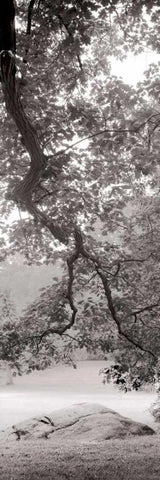 Hampton Field Tree - 1 Black Ornate Wood Framed Art Print with Double Matting by Blaustein, Alan