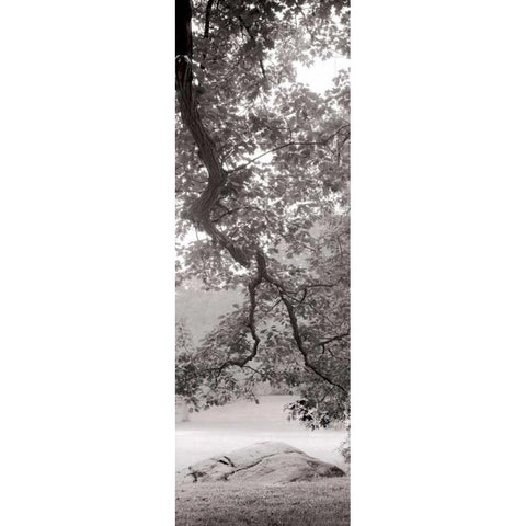 Hampton Field Tree - 1 Black Modern Wood Framed Art Print by Blaustein, Alan