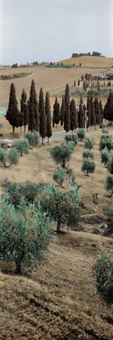 Tuscany - 13 Black Ornate Wood Framed Art Print with Double Matting by Blaustein, Alan