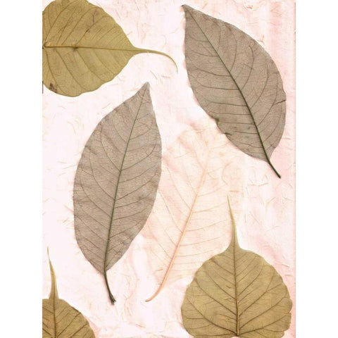 Floral - 23 White Modern Wood Framed Art Print by Blaustein, Alan