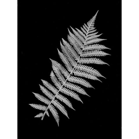 Floral B-W - 18 Gold Ornate Wood Framed Art Print with Double Matting by Blaustein, Alan