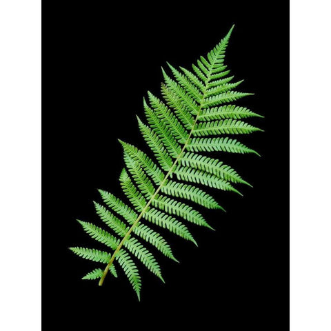Floral Color - 18 Black Modern Wood Framed Art Print with Double Matting by Blaustein, Alan
