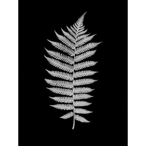 Floral B-W - 19 Black Modern Wood Framed Art Print with Double Matting by Blaustein, Alan