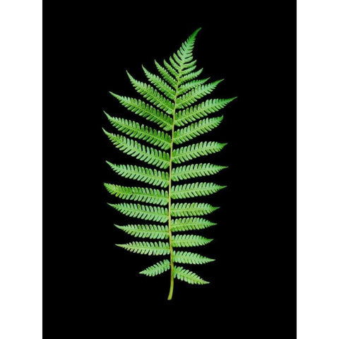 Floral Color - 19 Black Modern Wood Framed Art Print by Blaustein, Alan