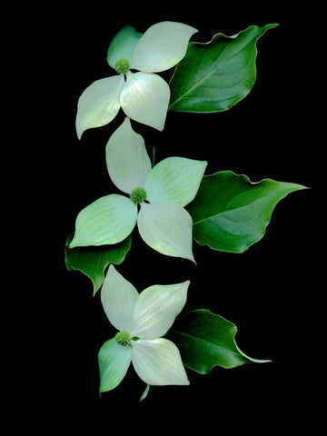 Floral Color - 20 White Modern Wood Framed Art Print with Double Matting by Blaustein, Alan