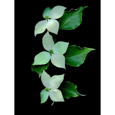 Floral Color - 20 White Modern Wood Framed Art Print by Blaustein, Alan