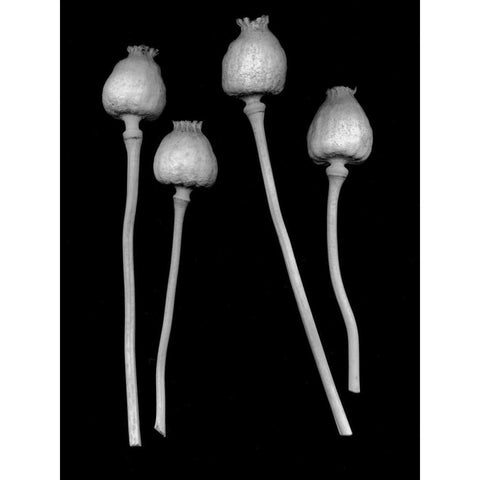Floral B-W - 21 Black Modern Wood Framed Art Print by Blaustein, Alan