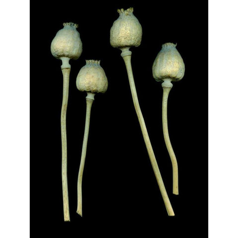 Floral Color - 21 Black Modern Wood Framed Art Print by Blaustein, Alan