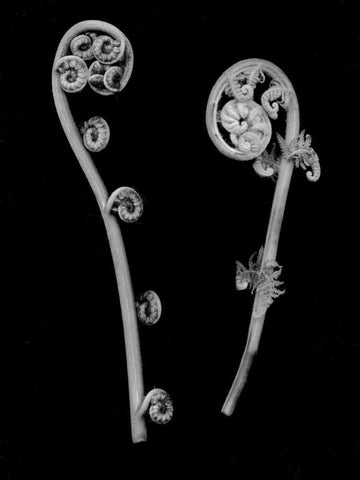 Floral B-W - 22 Black Ornate Wood Framed Art Print with Double Matting by Blaustein, Alan