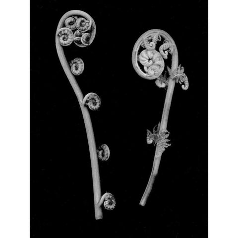 Floral B-W - 22 White Modern Wood Framed Art Print by Blaustein, Alan