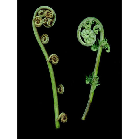 Floral Color - 22 Black Modern Wood Framed Art Print by Blaustein, Alan