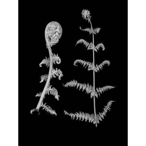 Floral B-W - 23 White Modern Wood Framed Art Print by Blaustein, Alan