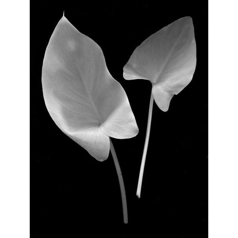 Floral B-W - 24 Black Modern Wood Framed Art Print with Double Matting by Blaustein, Alan