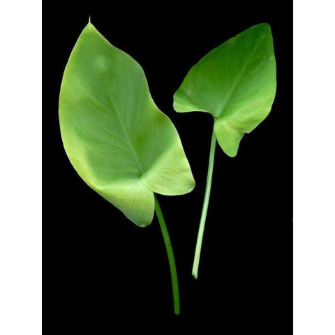 Floral Color - 24 Black Modern Wood Framed Art Print by Blaustein, Alan