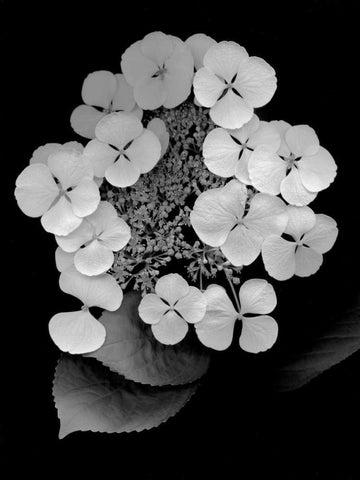 Floral B-W - 25 White Modern Wood Framed Art Print with Double Matting by Blaustein, Alan