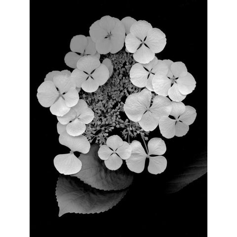 Floral B-W - 25 Black Modern Wood Framed Art Print by Blaustein, Alan