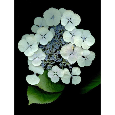 Floral Color - 25 Gold Ornate Wood Framed Art Print with Double Matting by Blaustein, Alan