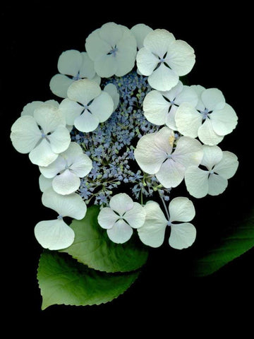 Floral Color - 25 Black Ornate Wood Framed Art Print with Double Matting by Blaustein, Alan