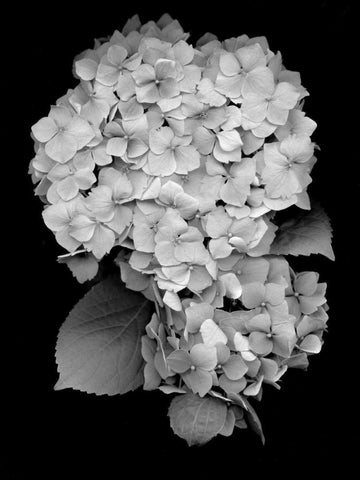 Floral B-W - 26 White Modern Wood Framed Art Print with Double Matting by Blaustein, Alan