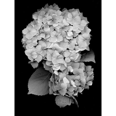 Floral B-W - 26 Black Modern Wood Framed Art Print by Blaustein, Alan