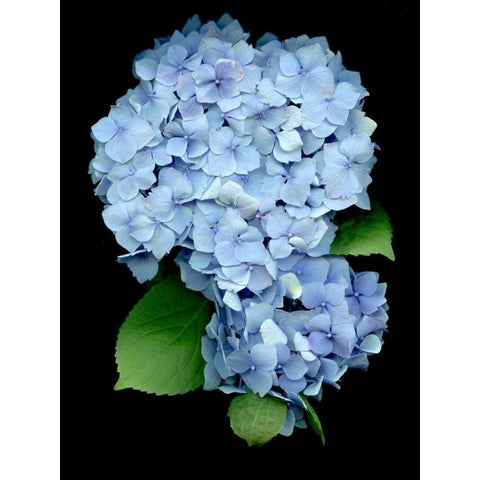 Floral Color - 26 White Modern Wood Framed Art Print by Blaustein, Alan