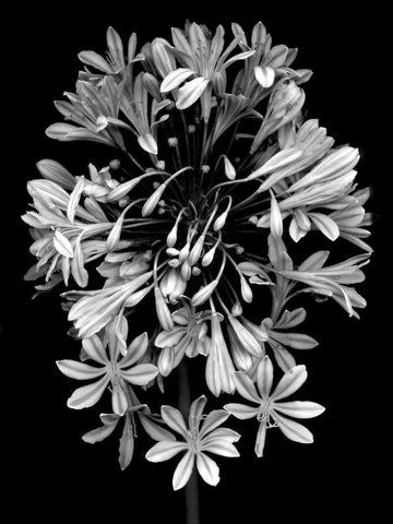 Floral B-W - 27 Black Ornate Wood Framed Art Print with Double Matting by Blaustein, Alan