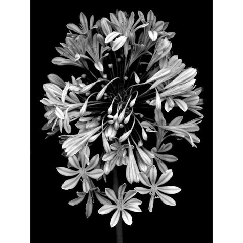 Floral B-W - 27 Black Modern Wood Framed Art Print by Blaustein, Alan