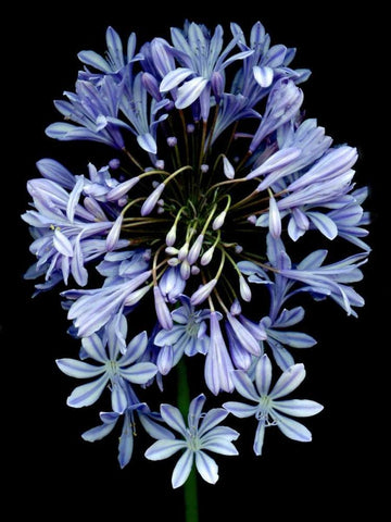 Floral Color - 27 White Modern Wood Framed Art Print with Double Matting by Blaustein, Alan