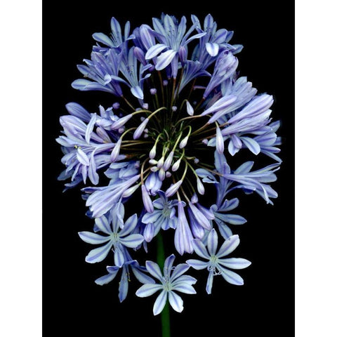Floral Color - 27 Gold Ornate Wood Framed Art Print with Double Matting by Blaustein, Alan