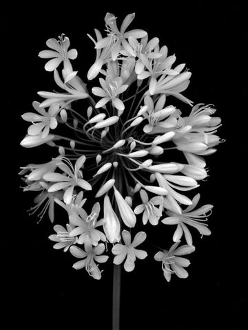 Floral B-W - 28 Black Ornate Wood Framed Art Print with Double Matting by Blaustein, Alan