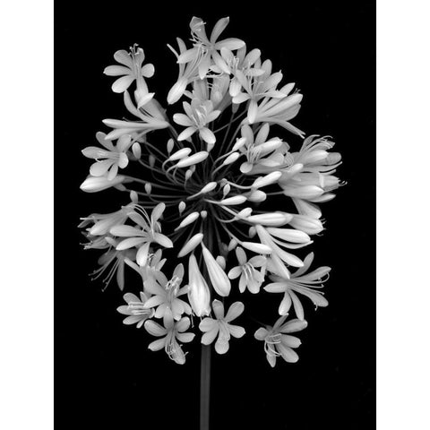 Floral B-W - 28 Gold Ornate Wood Framed Art Print with Double Matting by Blaustein, Alan