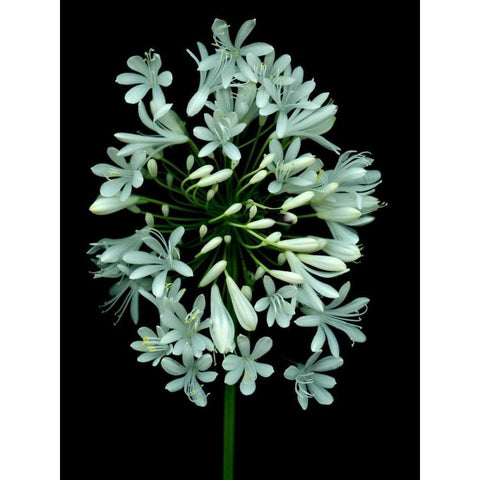 Floral Color - 28 Black Modern Wood Framed Art Print by Blaustein, Alan